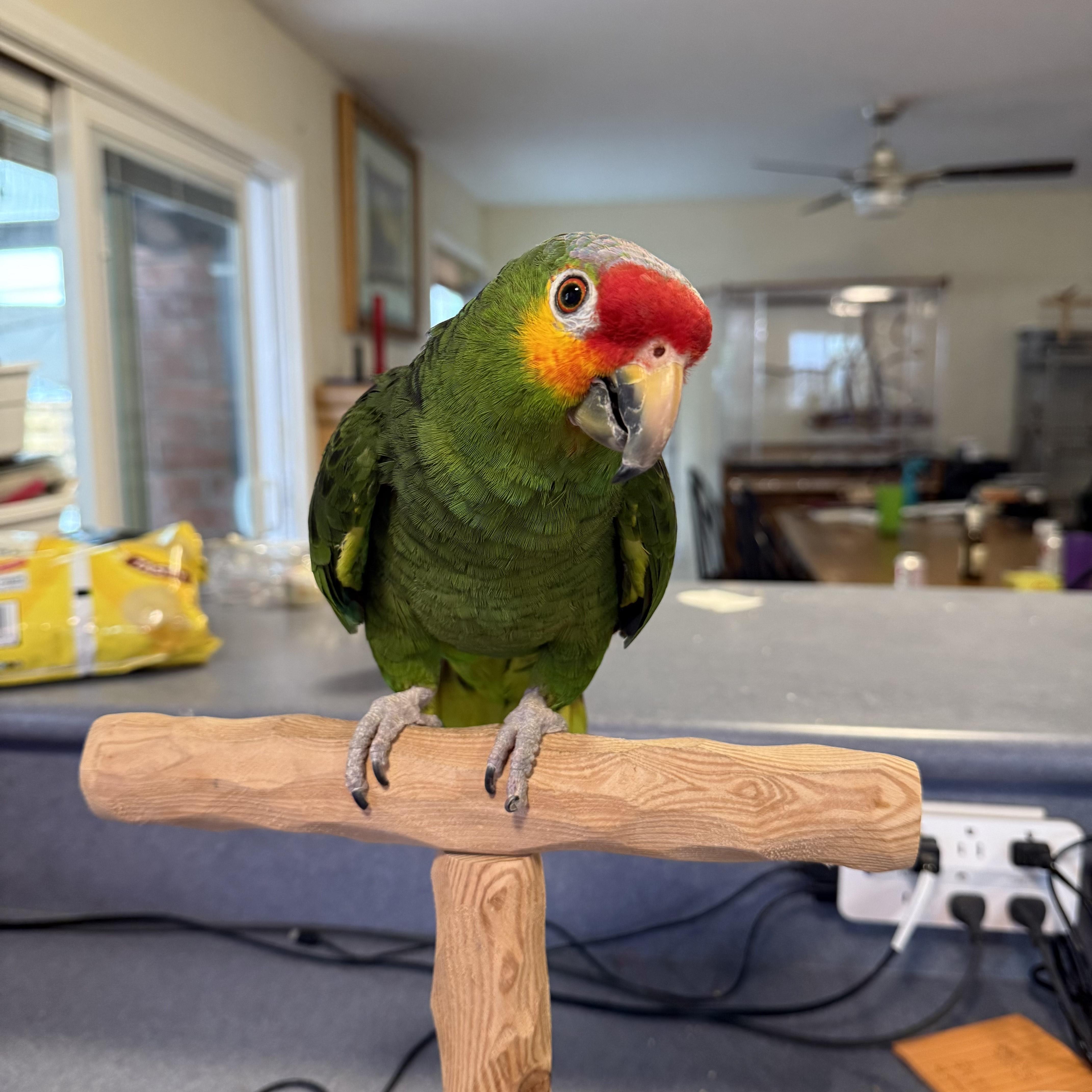 Enlarge Pedro, a Adoptable Amazon in San Diego, CA image 2/2