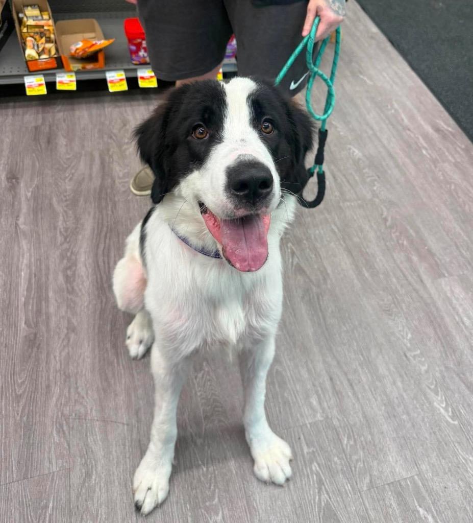 Enlarge Jolene, a Adoptable mixed breed in Marion, OH image 1/1