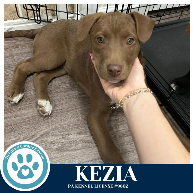 Enlarge Kezia (Anabelle-Solomon Pup) 020726, a Adoptable mixed breed in Kimberton, PA image 1/3