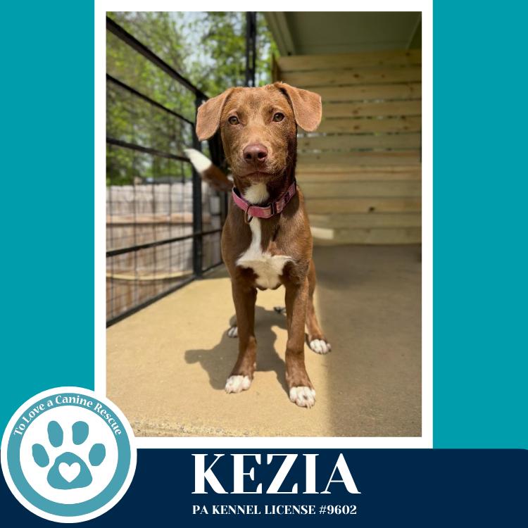 Enlarge Kezia (Anabelle-Solomon Pup) 020726, a Adoptable mixed breed in Kimberton, PA image 2/4
