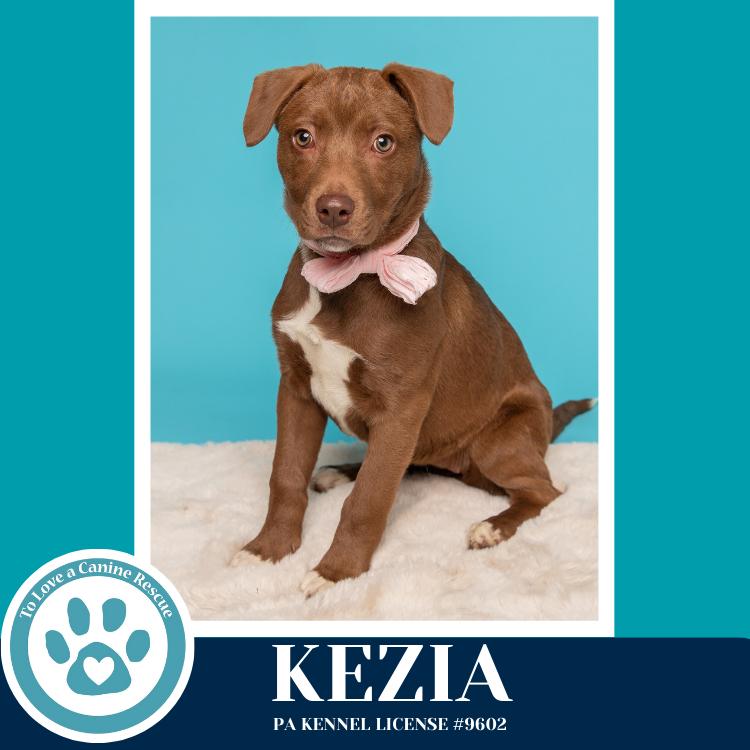 Enlarge Kezia (Anabelle-Solomon Pup) 020726, a Adoptable mixed breed in Kimberton, PA image 2/3