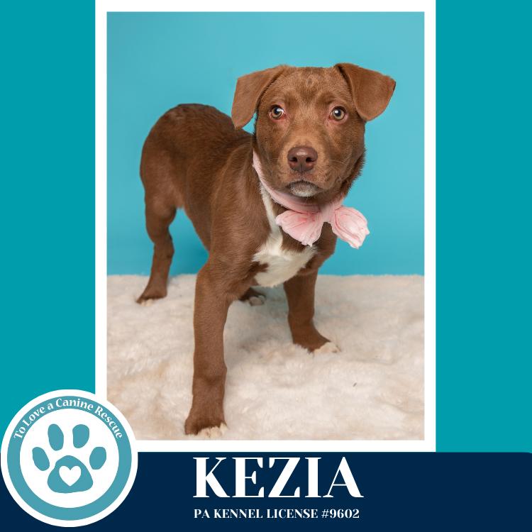 Enlarge Kezia (Anabelle-Solomon Pup) 020726, a Adoptable mixed breed in Kimberton, PA image 3/3