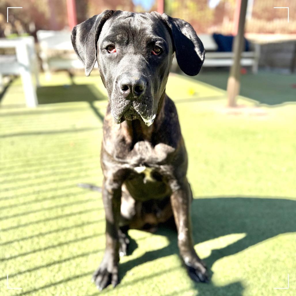 Enlarge Kane, a Adoptable mixed breed in Upland, CA image 1/5