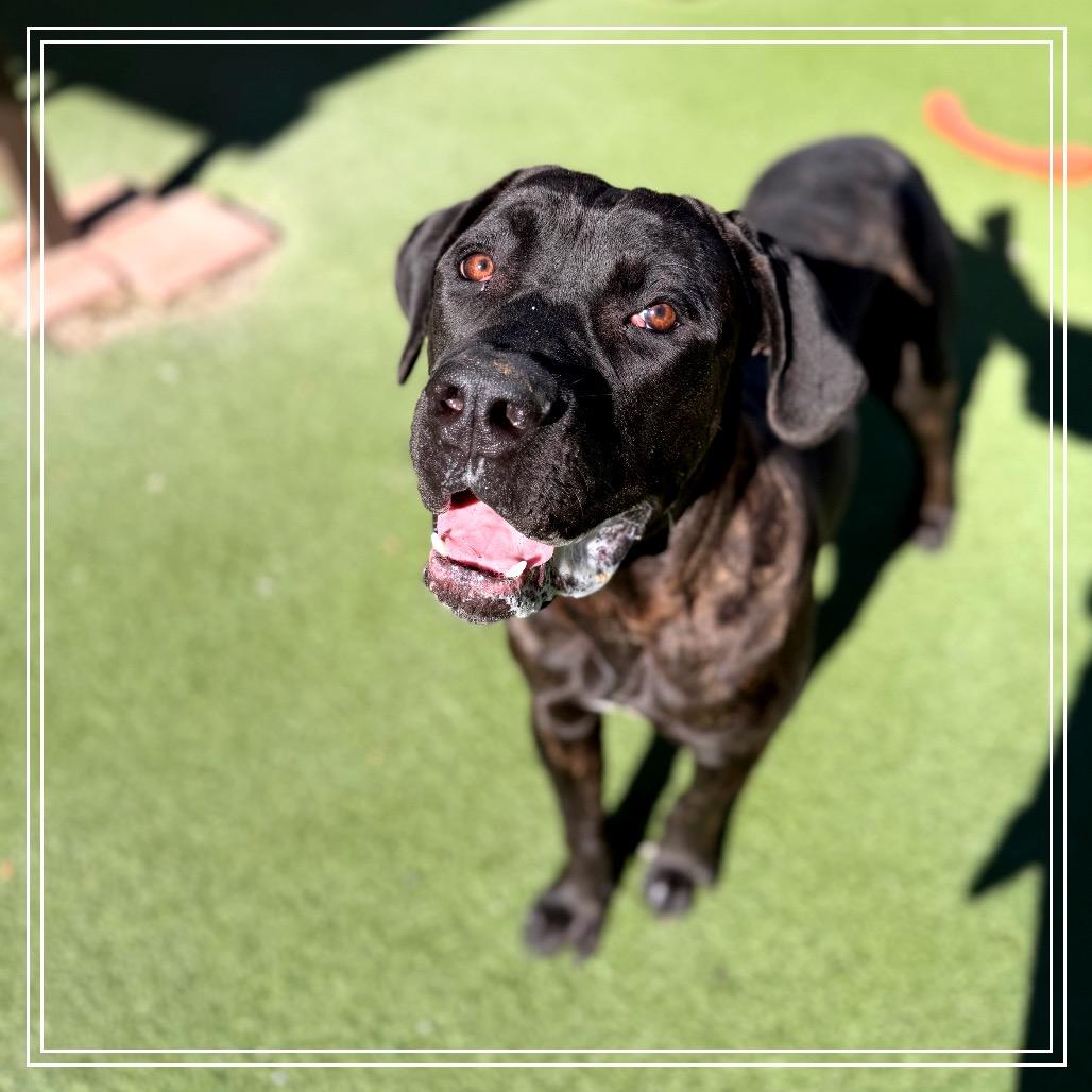 Enlarge Kane, a Adoptable mixed breed in Upland, CA image 2/5