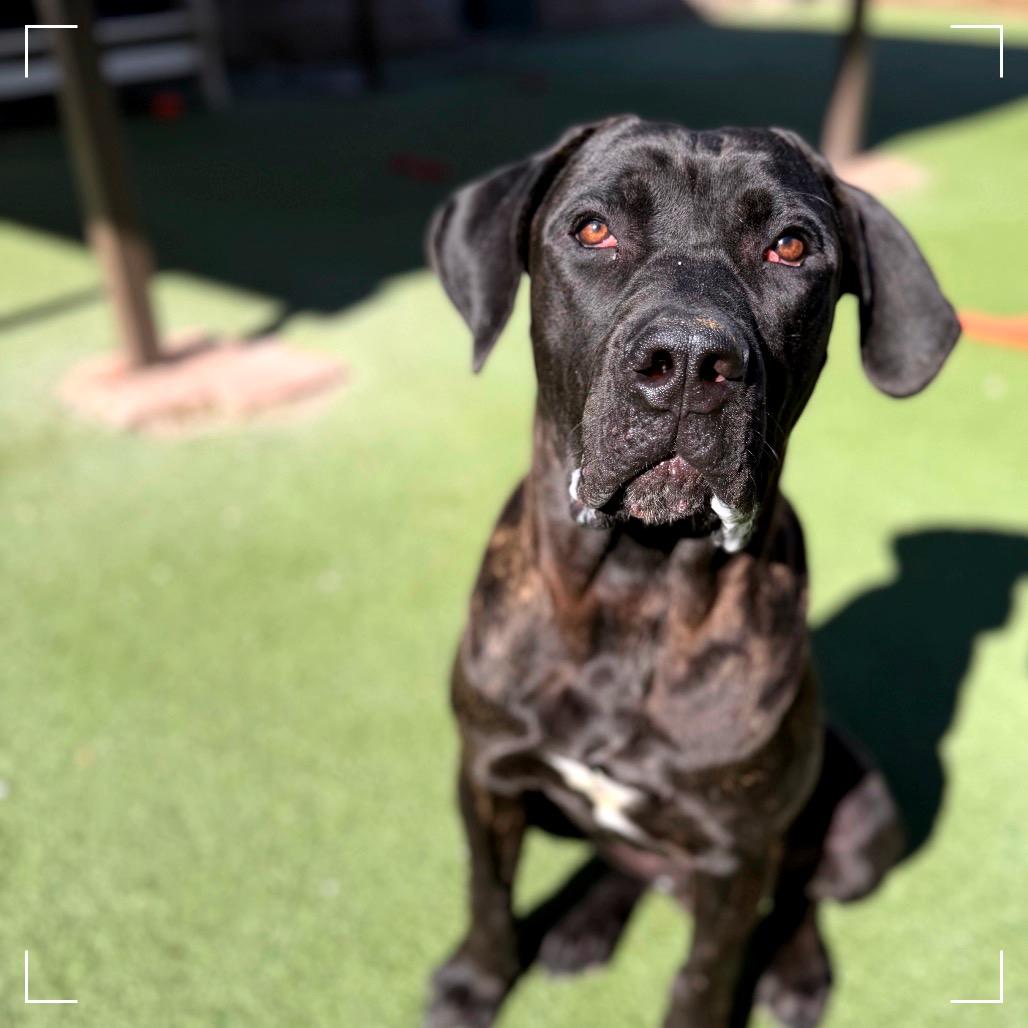 Enlarge Kane, a Adoptable mixed breed in Upland, CA image 3/5