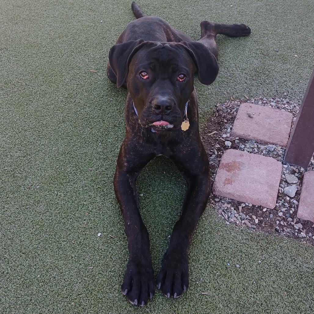 Enlarge Kane, a Adoptable mixed breed in Upland, CA image 4/5