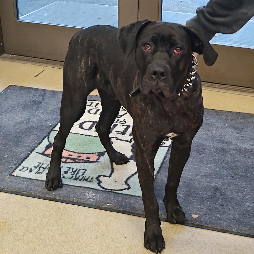 Enlarge Kane, a Adoptable mixed breed in Upland, CA image 5/5