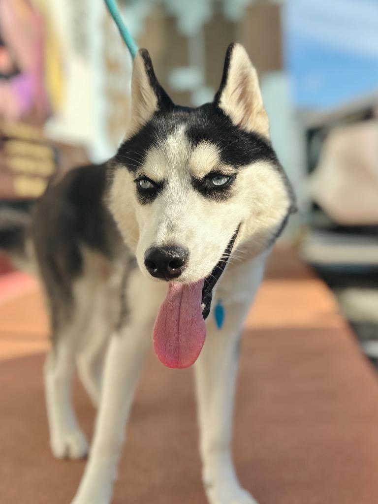 Enlarge Phoebe / Luna, a Adopted Husky in Fort Lauderdale, FL image 1/2