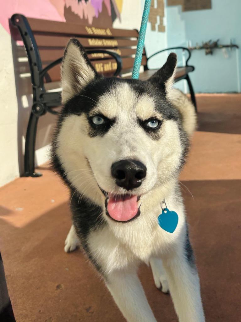 Enlarge Phoebe / Luna, a Adopted Husky in Fort Lauderdale, FL image 2/2