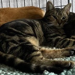 Marco, a Adoptable Tabby in Lauderhill, FL image 1/6