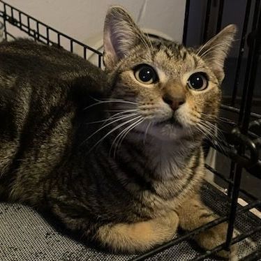 Marco, a Adoptable Tabby in Lauderhill, FL image 2/6