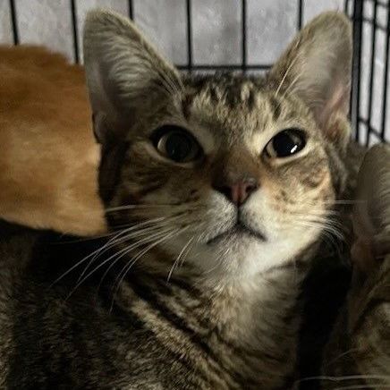 Marco, a Adoptable Tabby in Lauderhill, FL image 3/6
