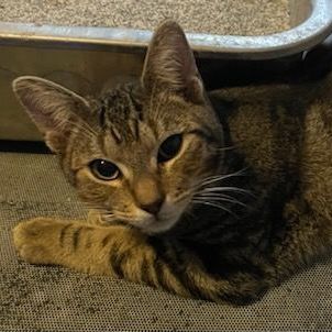 Marco, a Adoptable Tabby in Lauderhill, FL image 4/6