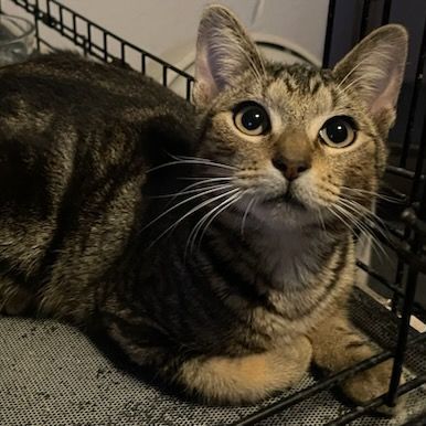 Marco, a Adoptable Tabby in Lauderhill, FL image 5/6