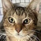 Marco, a Adoptable Tabby in Lauderhill, FL image 6/6
