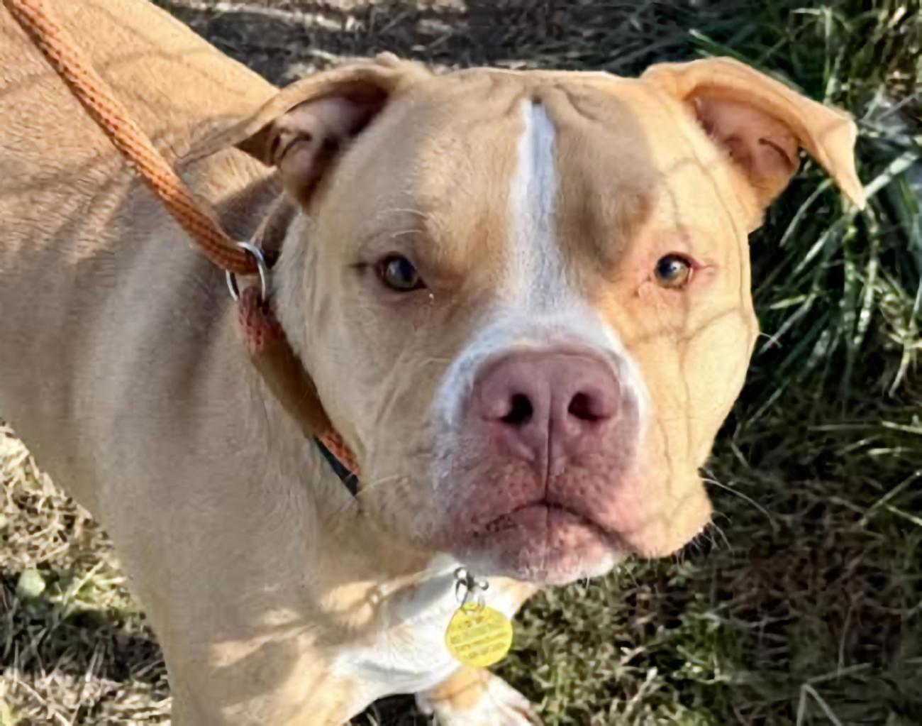 Gonzo, a Adoptable Pit Bull Terrier in Euclid, OH image 1/2