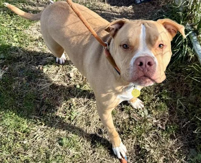 Gonzo, a Adoptable Pit Bull Terrier in Euclid, OH image 2/2