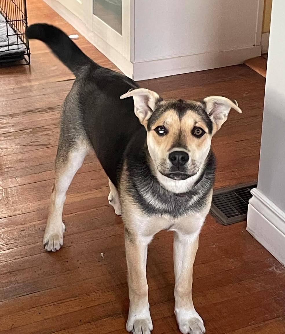 Ruffles, ADOPTABLE, Young Female Shepherd & Husky.