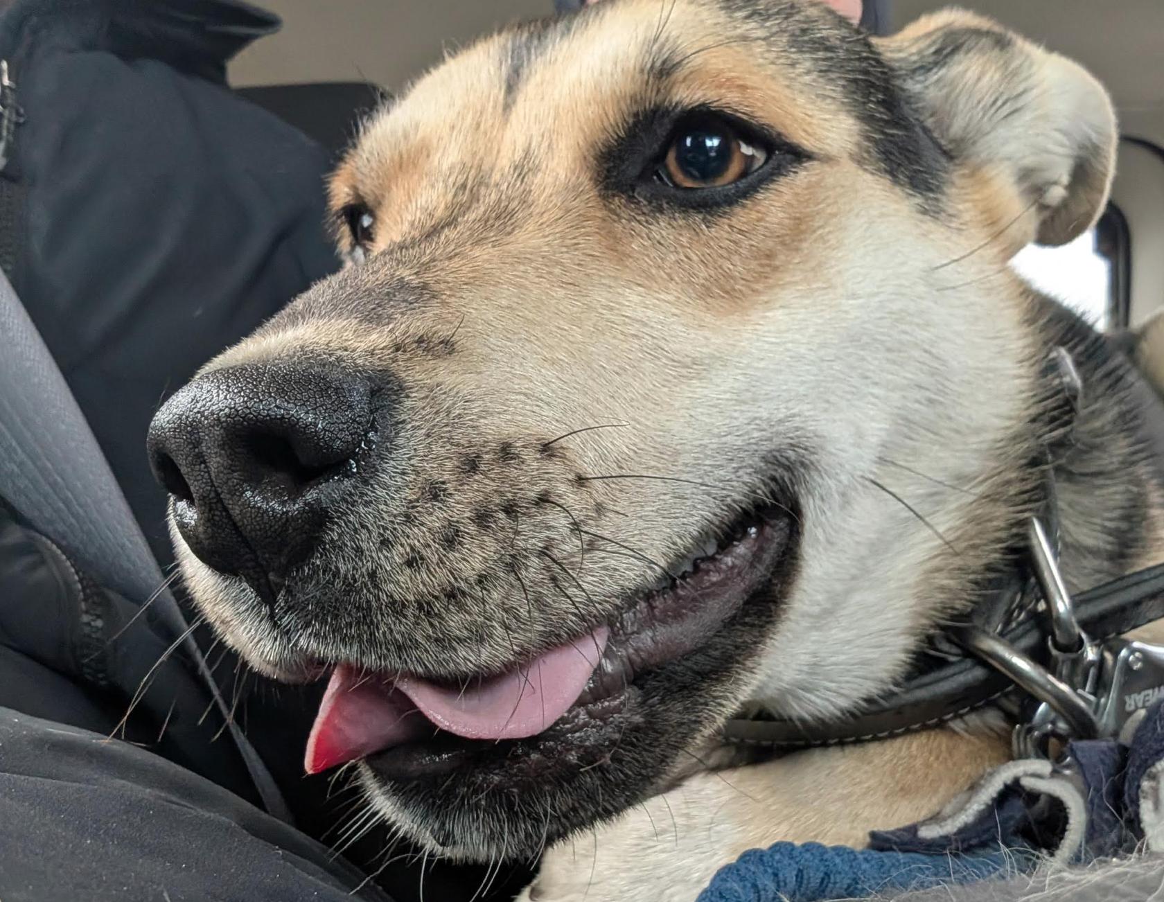 Ruffles, a ADOPTABLE mixed breed in Calgary, AB image 4/4