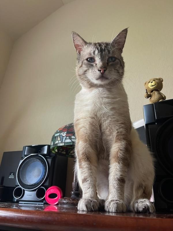 Chandler, Adoptable, Young Male Siamese.