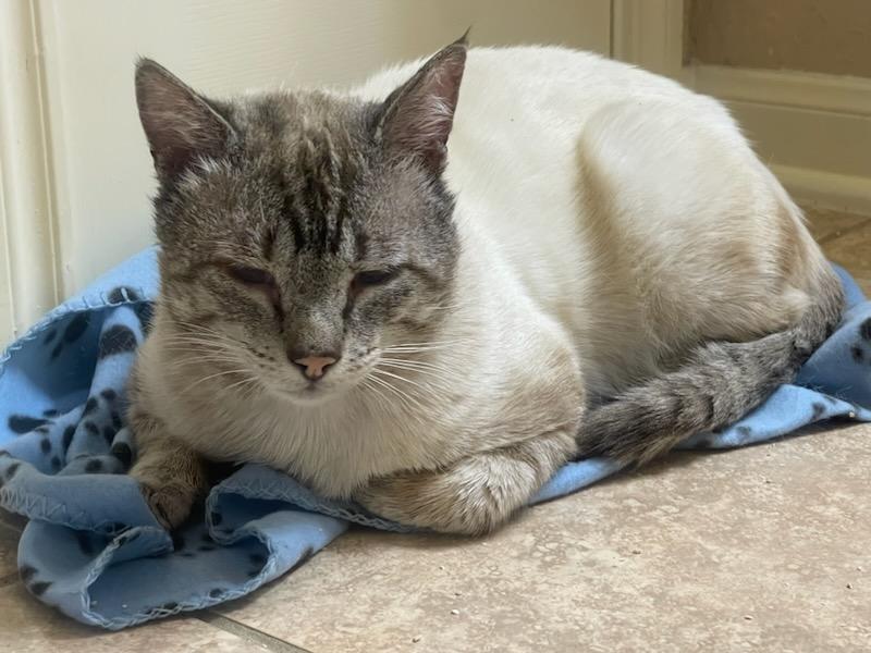 Enlarge Chandler, a Adoptable Siamese in Luling, TX image 2/5