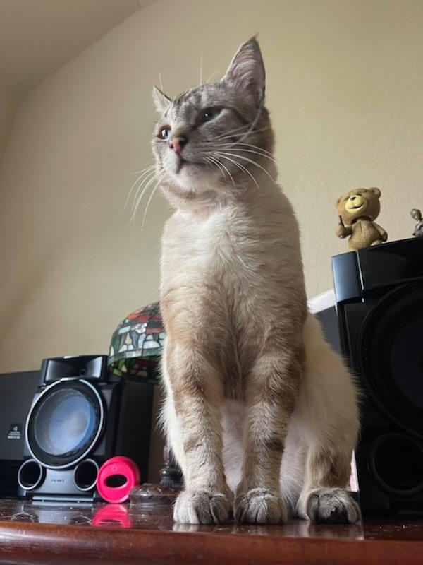 Enlarge Chandler, a Adoptable Siamese in Luling, TX image 4/5