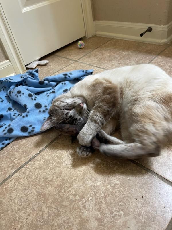 Enlarge Chandler, a Adoptable Siamese in Luling, TX image 5/5