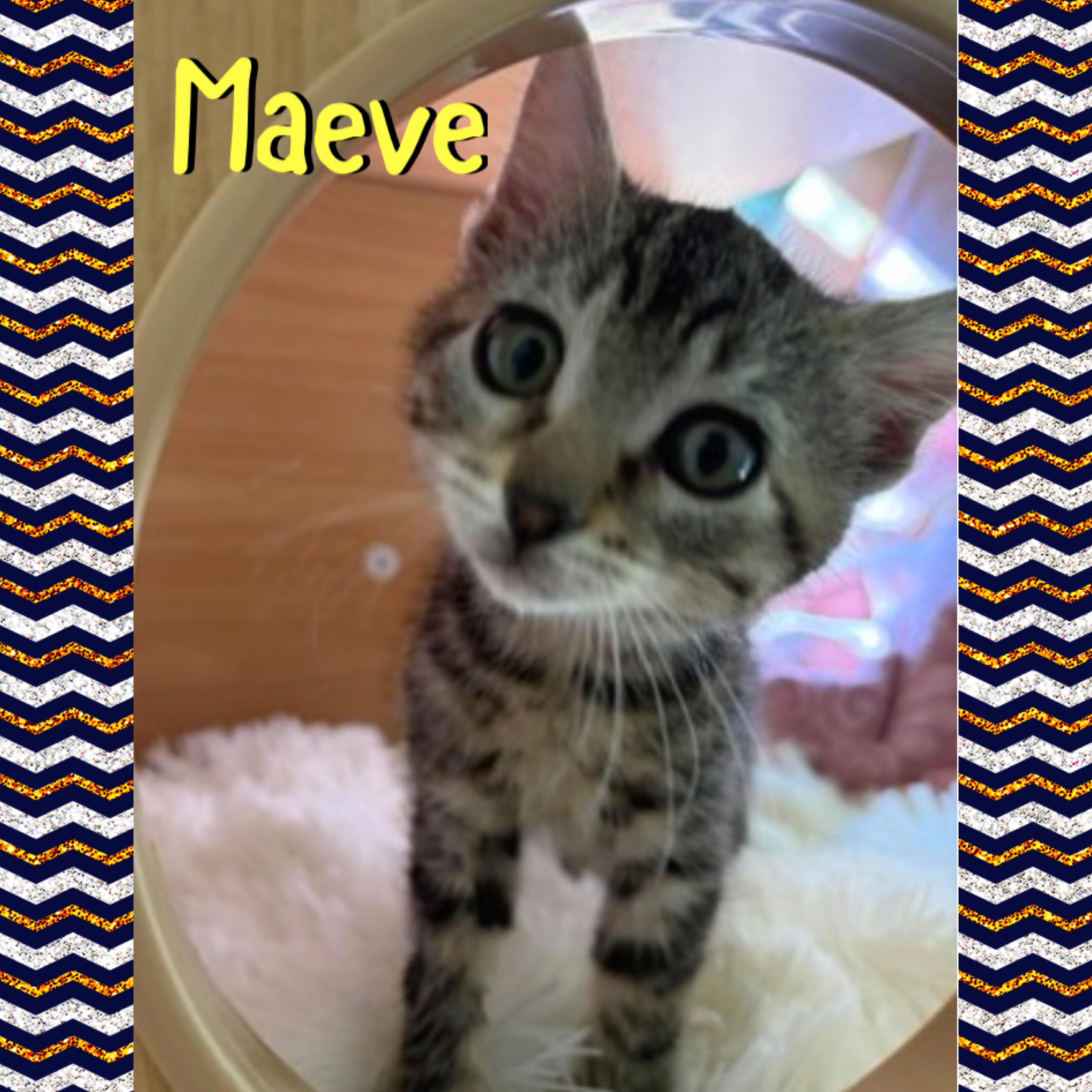 Maeve, Adoptable, Kitten Female Domestic Medium Hair.