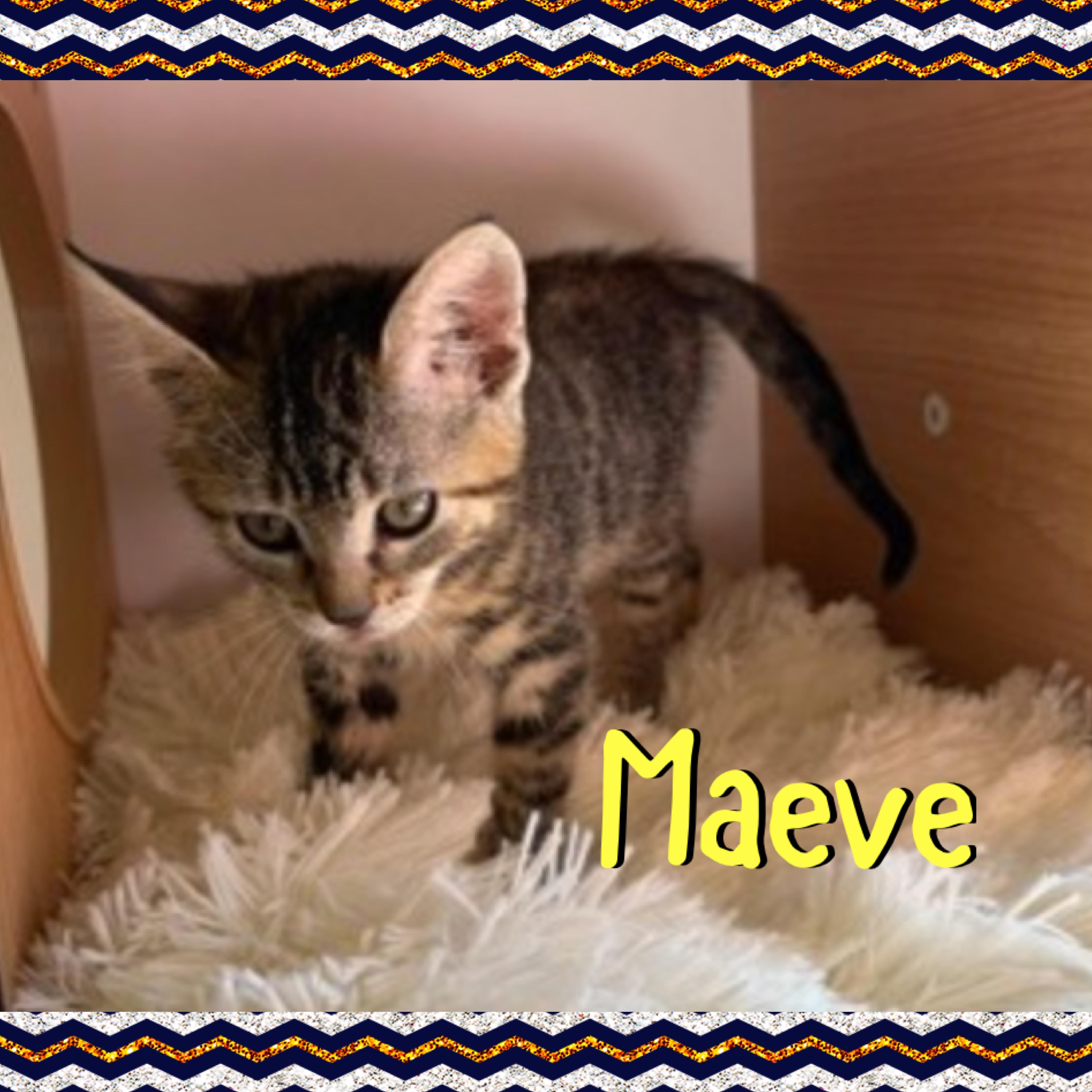 Enlarge Maeve, a Adoptable mixed breed in Red Lodge, MT image 3/4