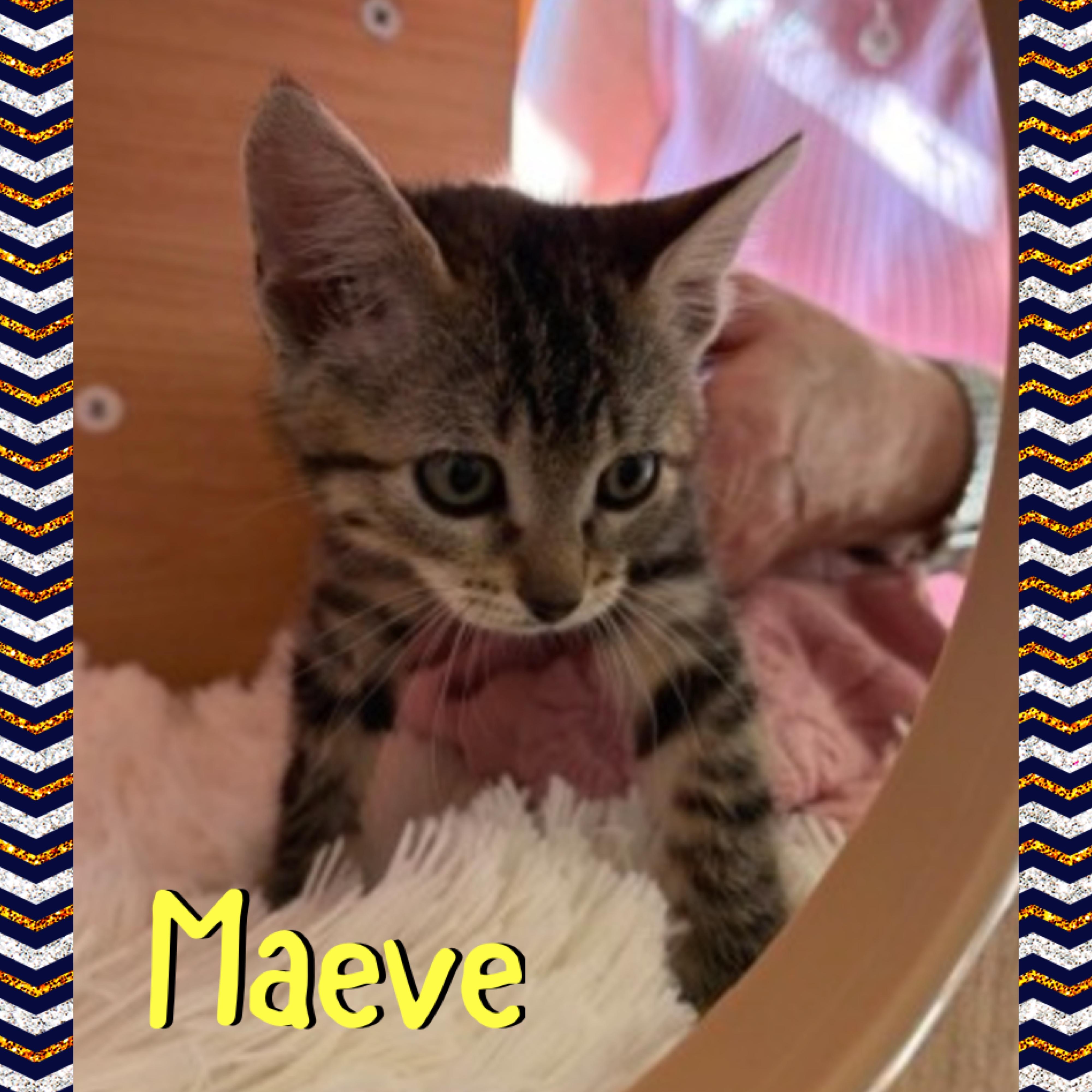 Enlarge Maeve, a Adoptable mixed breed in Red Lodge, MT image 4/4