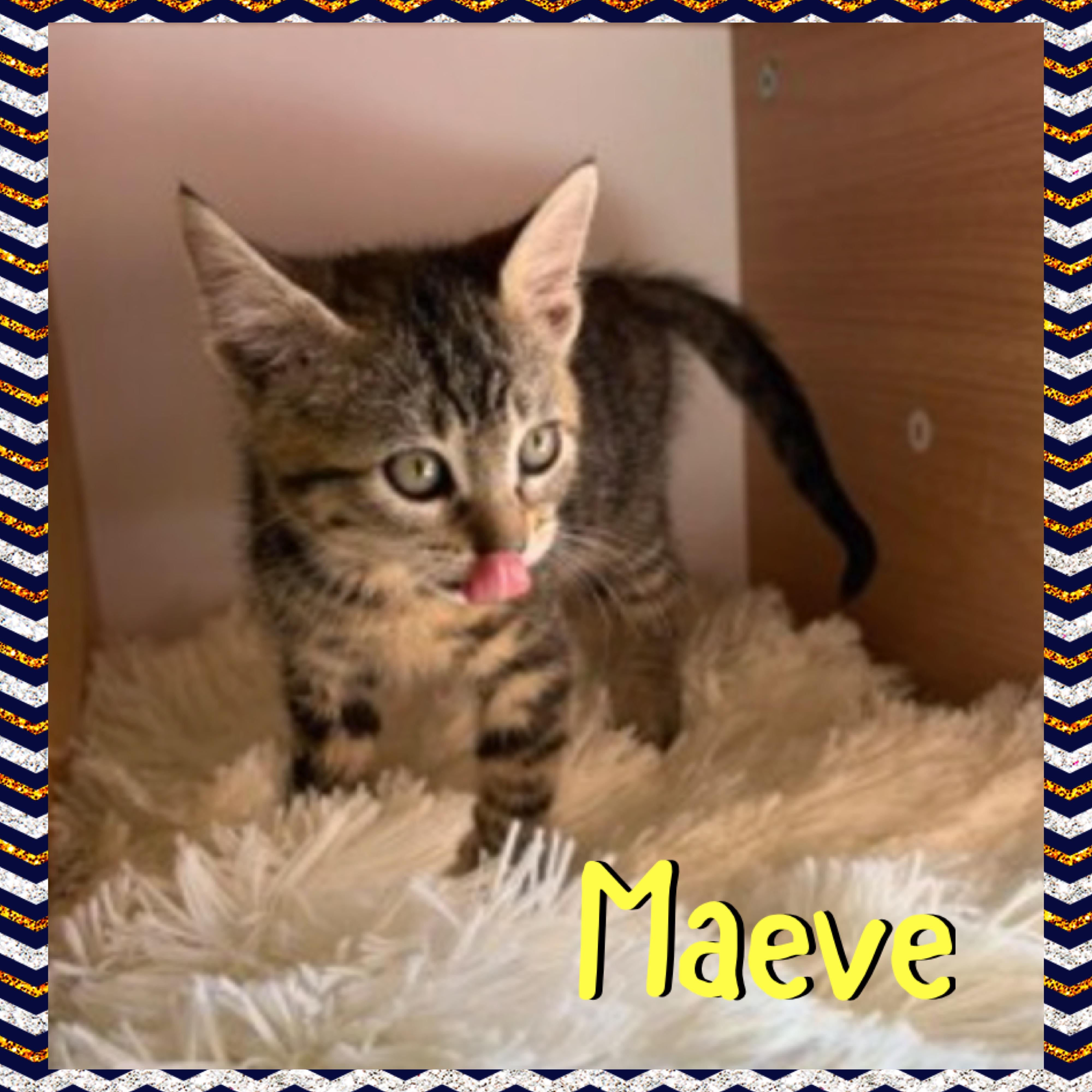 Enlarge Maeve, a Adoptable mixed breed in Red Lodge, MT image 2/4