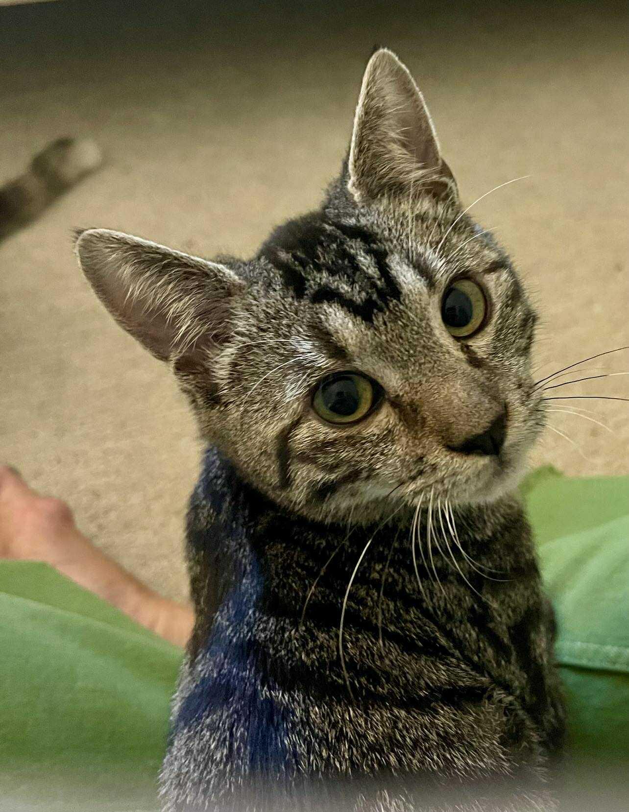 Kendrick, Adopted, Young Male Domestic Short Hair.