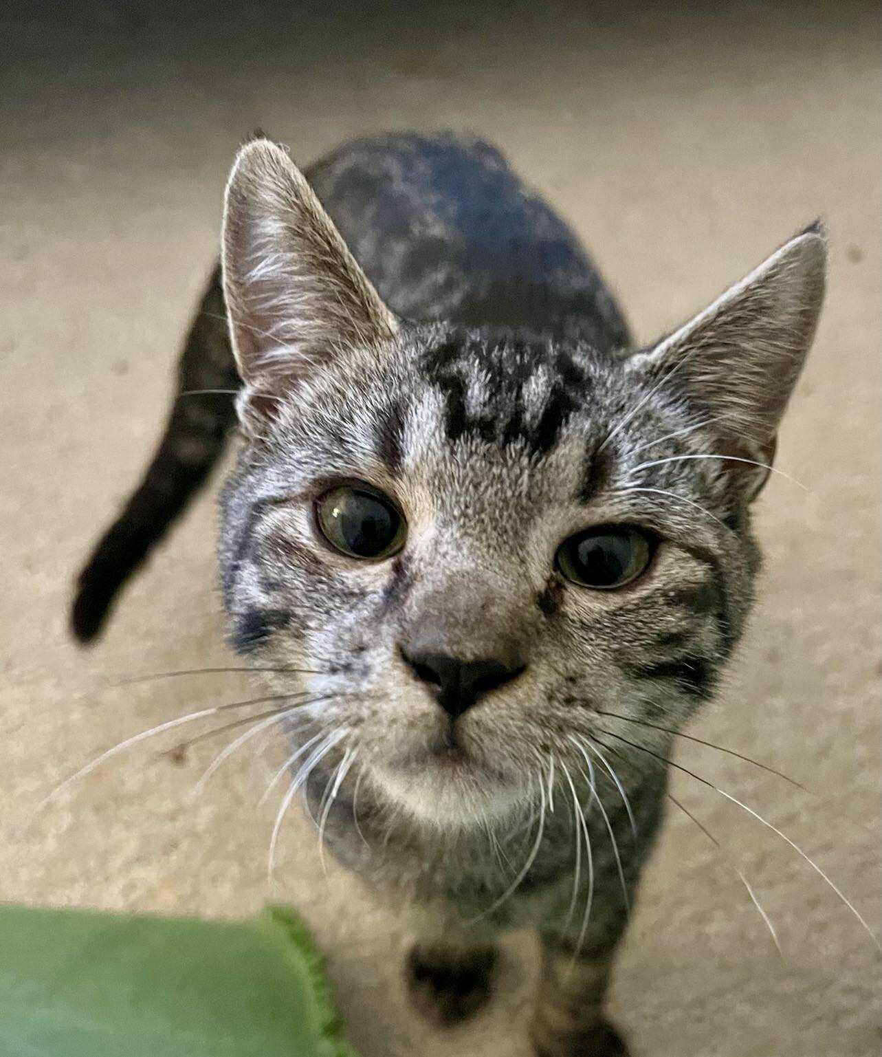 Enlarge Kendrick, a Adopted Domestic Short Hair in Charleston, SC image 2/3