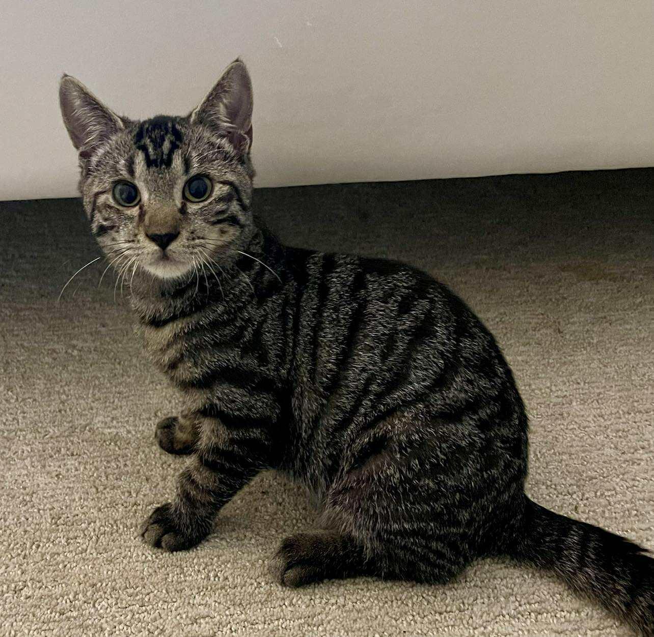 Enlarge Kendrick, a Adopted Domestic Short Hair in Charleston, SC image 3/3