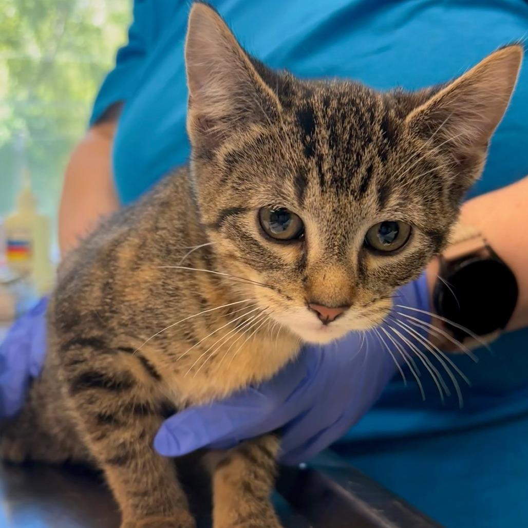 Enlarge Mouse, a Adoptable Domestic Short Hair in Belleville, IL image 1/2