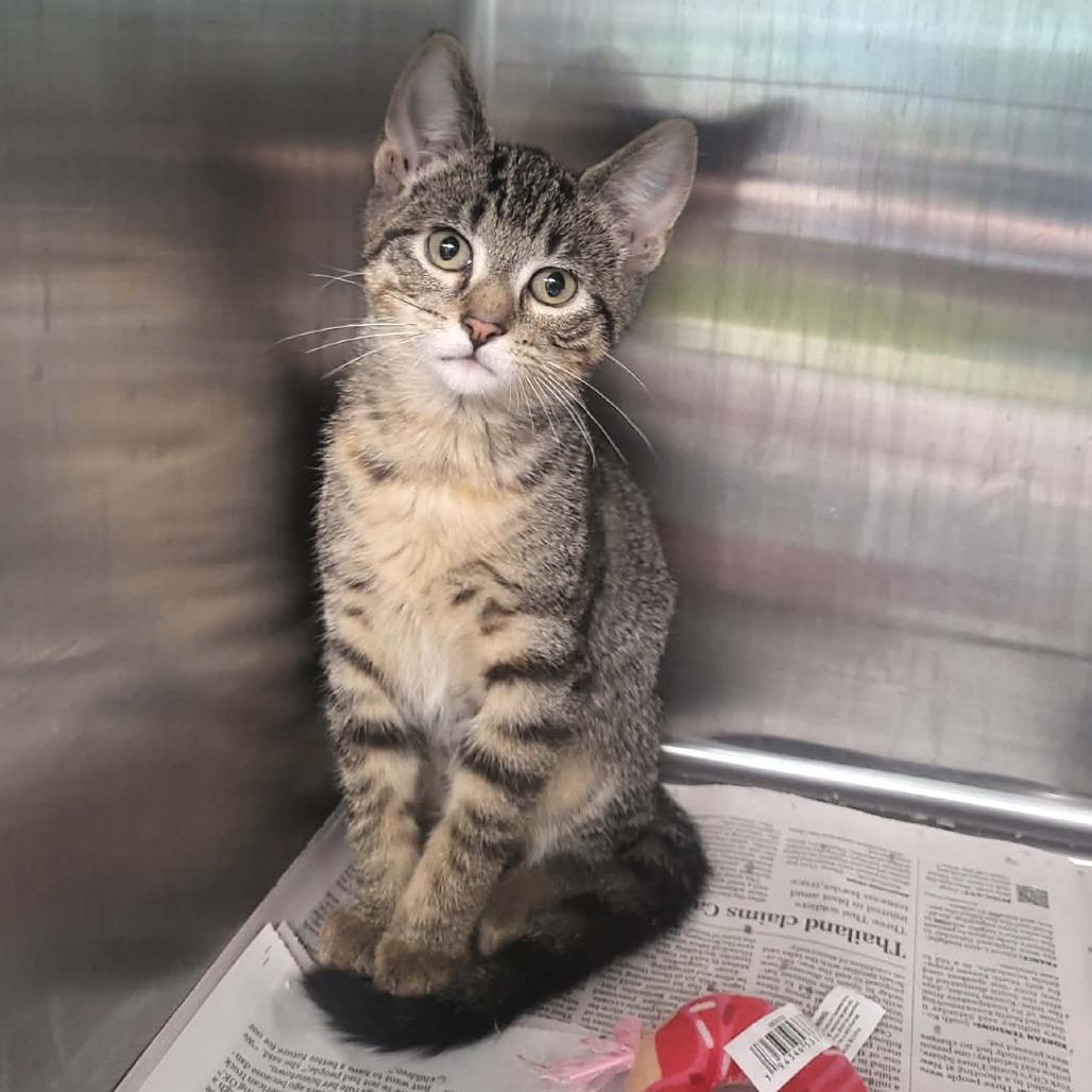 Enlarge Mouse, a Adoptable Domestic Short Hair in Belleville, IL image 2/2