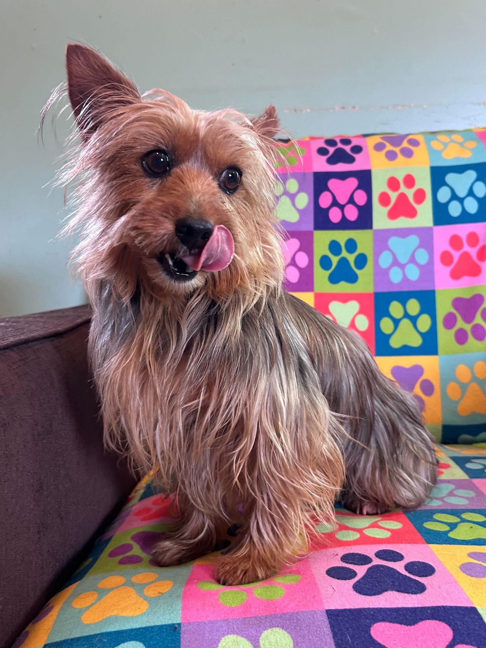 Enlarge Keyta Oct 25, a Adoptable Yorkshire Terrier in Pacolet, SC image 1/3