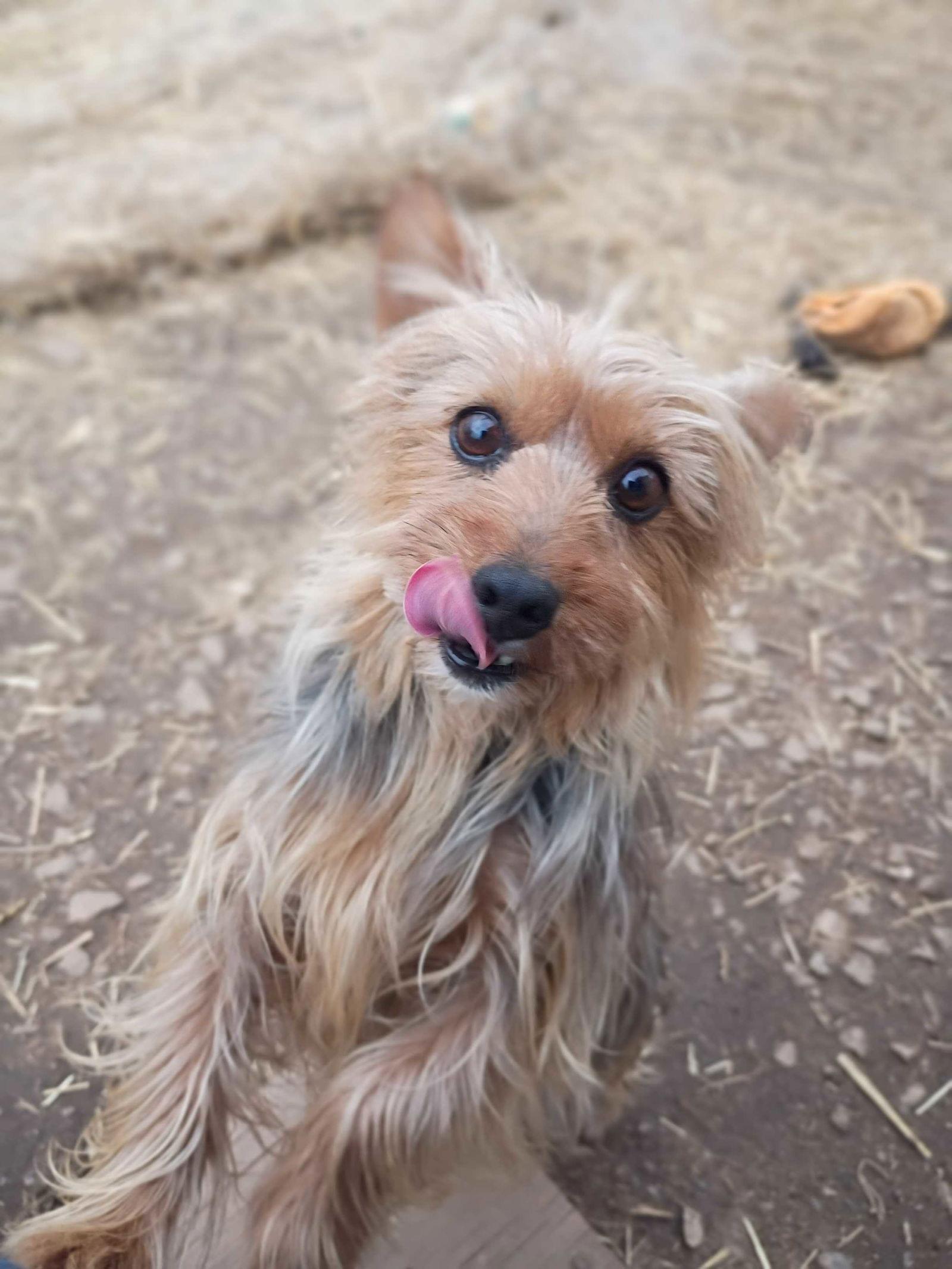 Enlarge Keyta Oct 25, a Adoptable Yorkshire Terrier in Pacolet, SC image 2/3