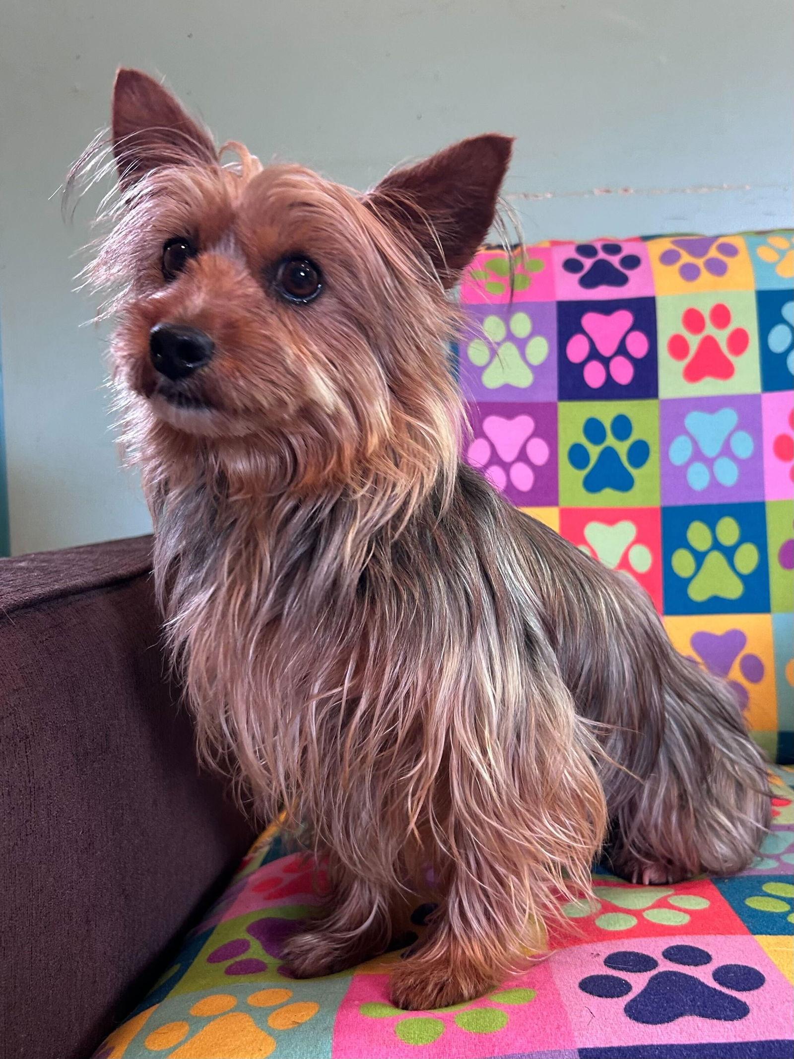 Enlarge Keyta Oct 25, a Adoptable Yorkshire Terrier in Pacolet, SC image 3/3