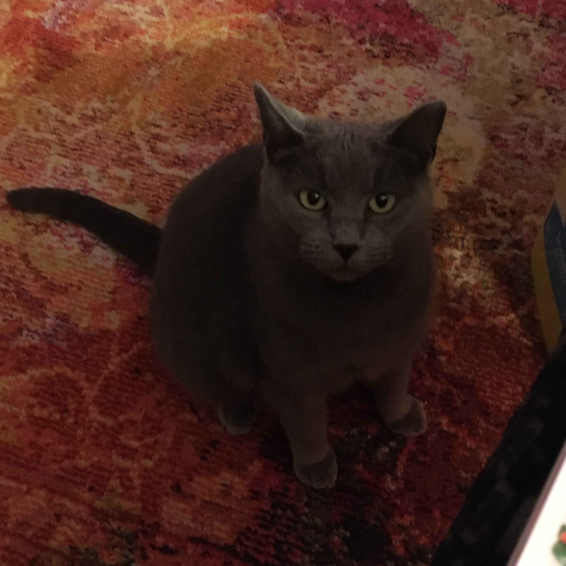 Louise, a Adoptable Domestic Short Hair in Philadelphia, PA image 2/4