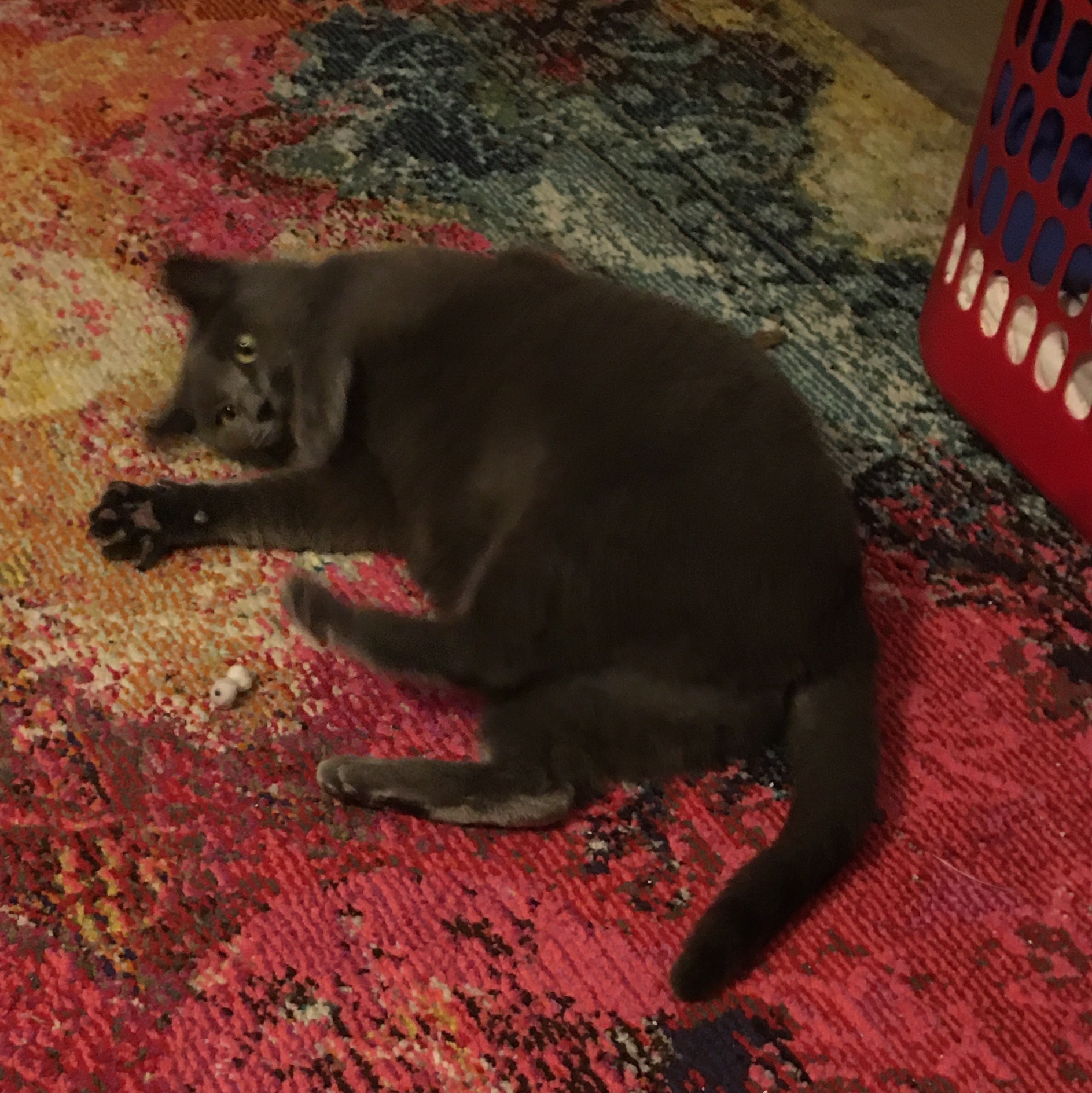 Louise, a Adoptable Domestic Short Hair in Philadelphia, PA image 3/4