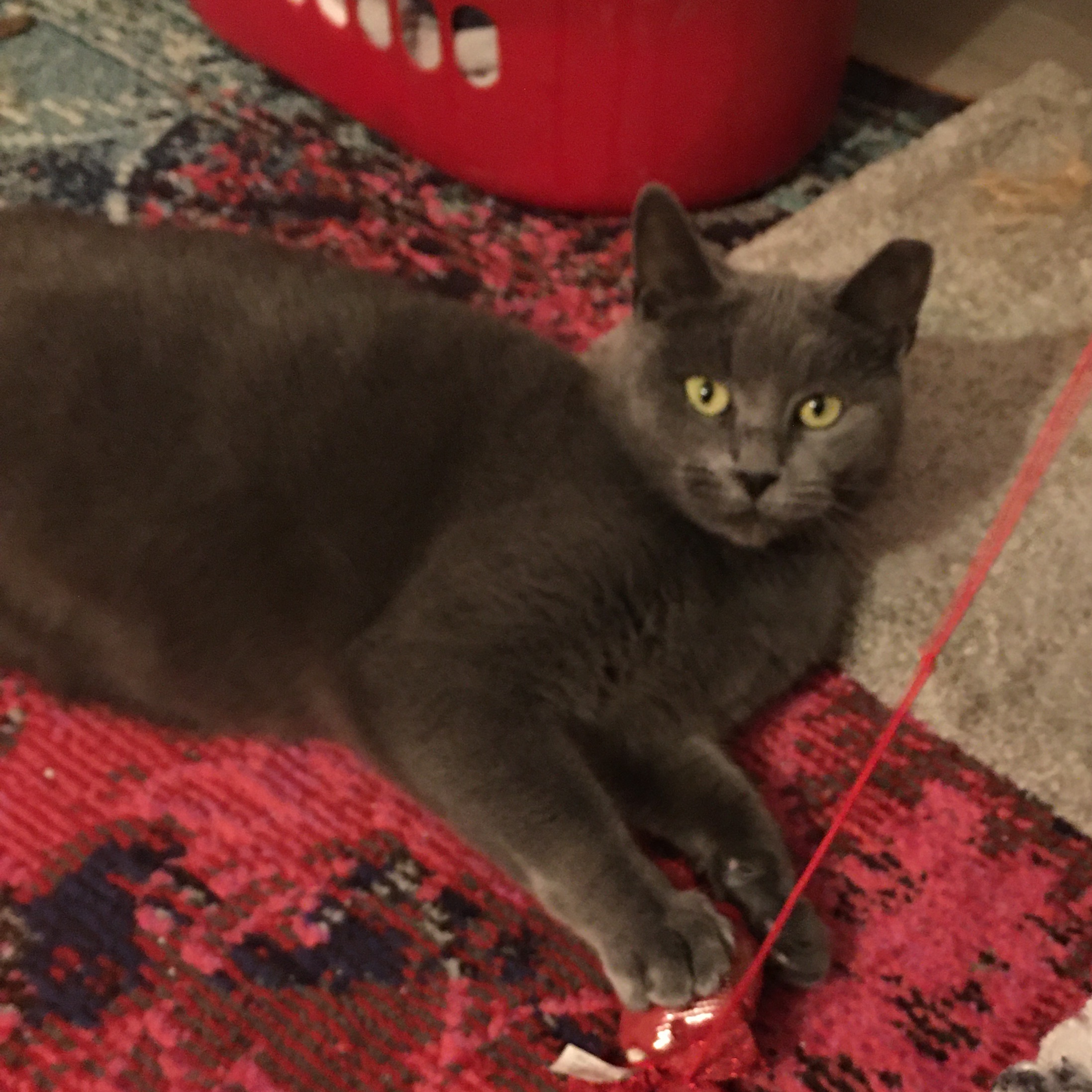 Louise, a Adoptable Domestic Short Hair in Philadelphia, PA image 1/4