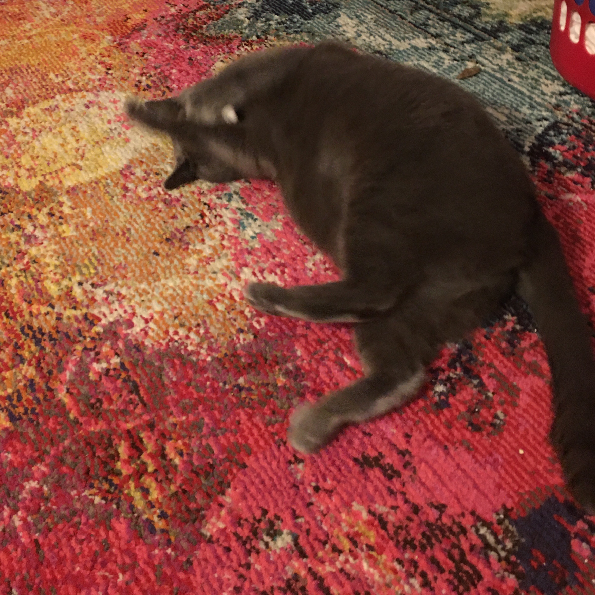 Louise, a Adoptable Domestic Short Hair in Philadelphia, PA image 4/4