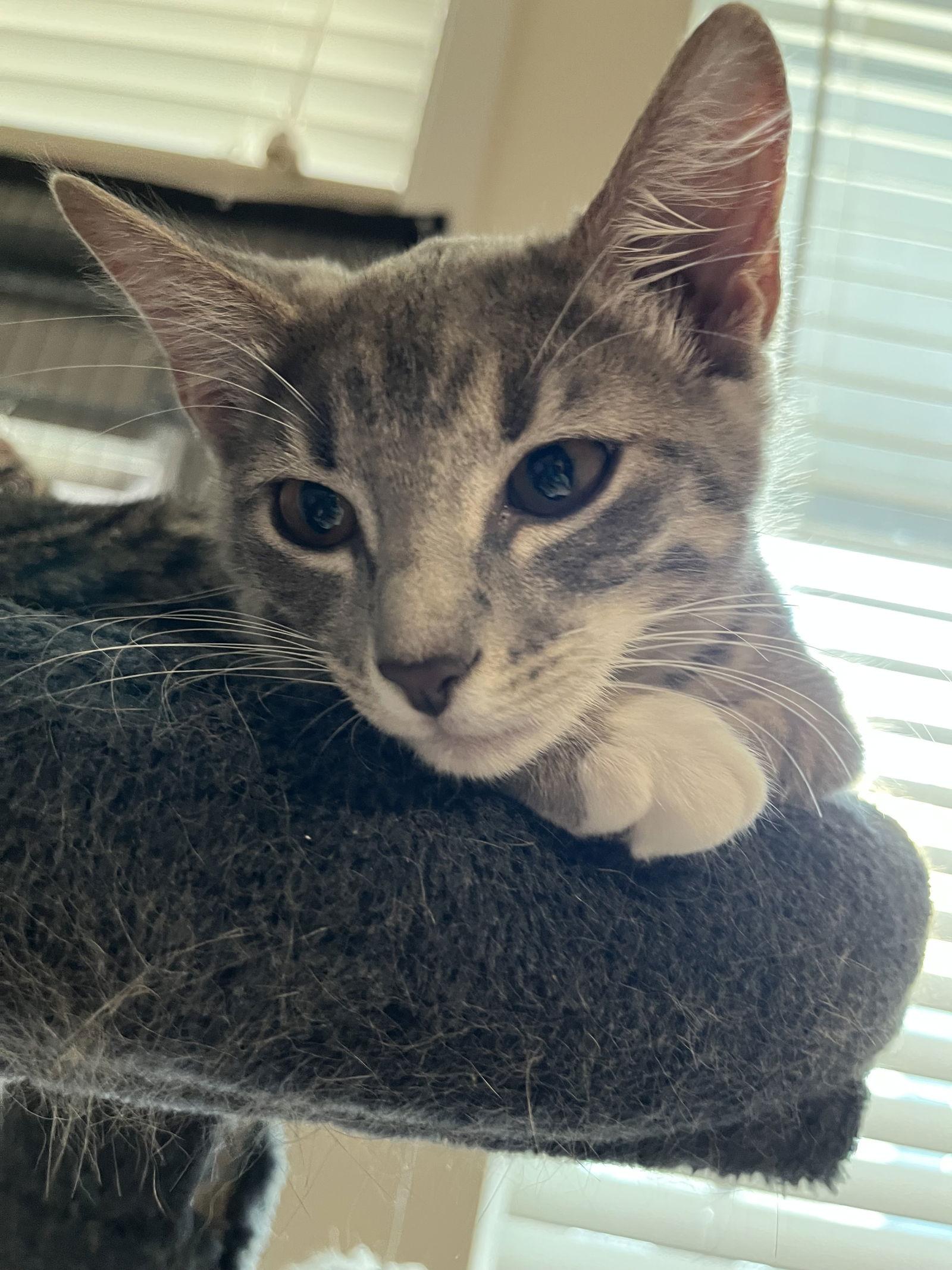 Astrid (Courtesy), Adopted, Young Female Domestic Short Hair.