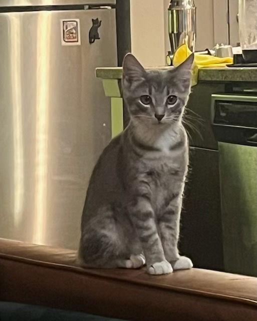 Astrid (Courtesy), a Adopted Domestic Short Hair in Dripping Springs, TX image 2/3