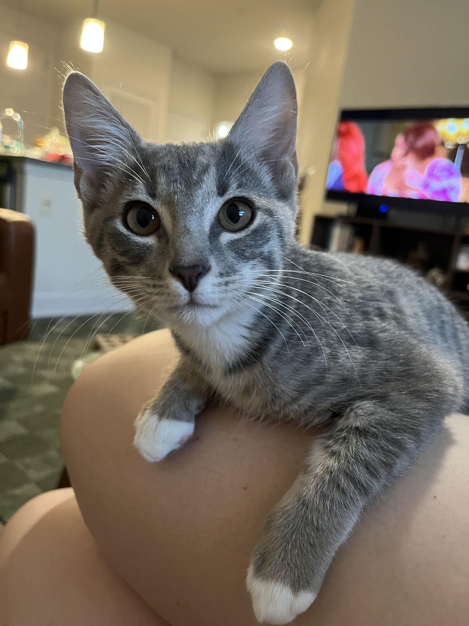 Astrid (Courtesy), a Adopted Domestic Short Hair in Dripping Springs, TX image 3/3