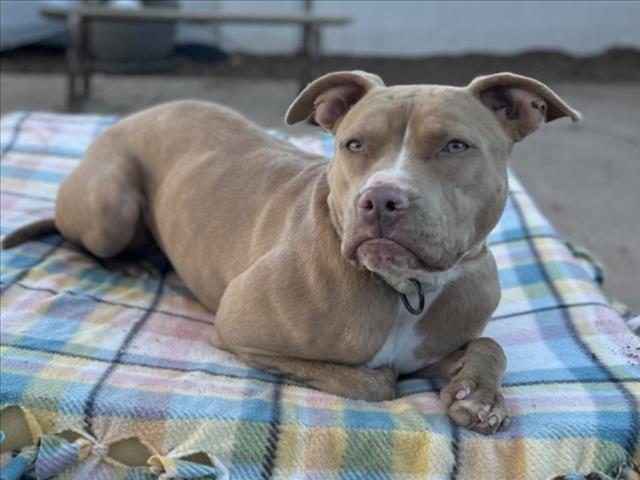 POLLY, Adoptable, Young Female Mixed Breed.