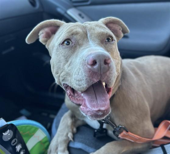 POLLY, Adoptable, Young Female Mixed Breed.