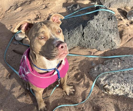 POLLY, Adoptable, Young Female Mixed Breed.