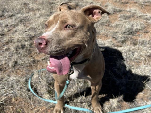 POLLY, Adoptable, Young Female Mixed Breed.